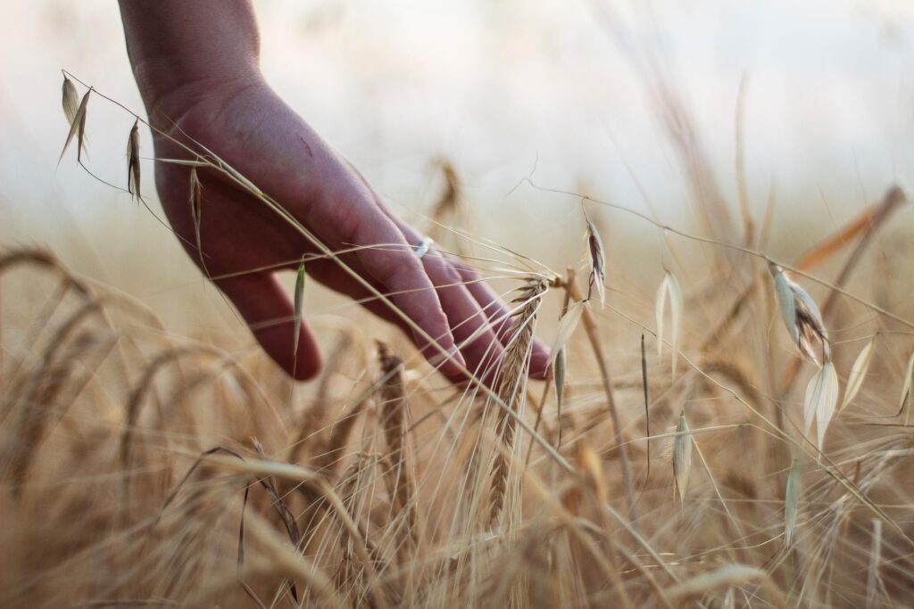 A hand combing across the top of a wheat field