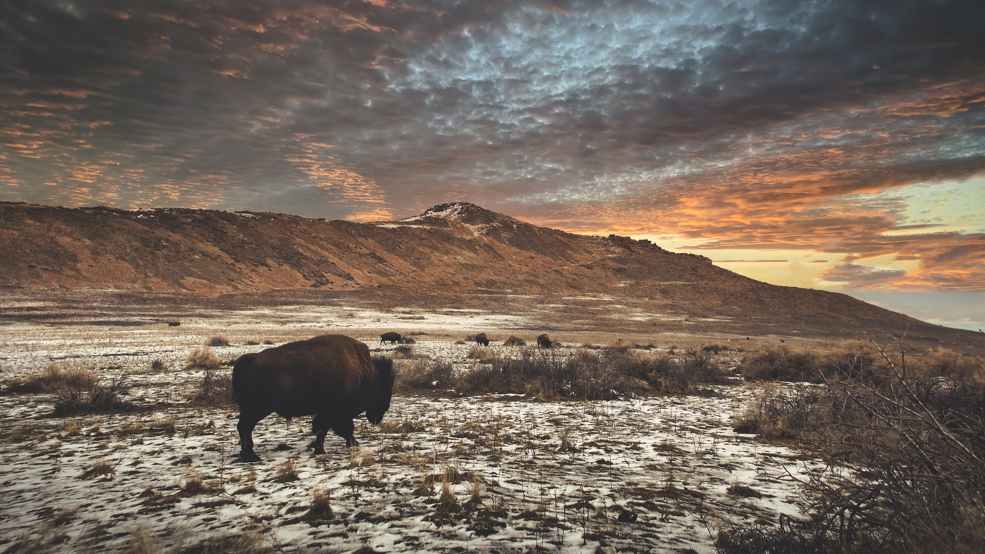 A lone Bison standing near a small mountain